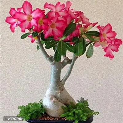 Baishnab Adenium Plant Bonsai Adenium Desert Rose grafted for home office decorative table plant from plants valleys-thumb0