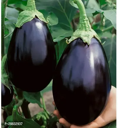 Baishnab Brinjal seed  75 per packet   rbBrinjal Seed Hybrid Per Packet  7575PIECE-thumb0