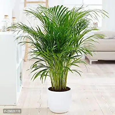 Baishnab  ARICA PALM INDOOROUTDOOR12 Areca Plam-thumb0