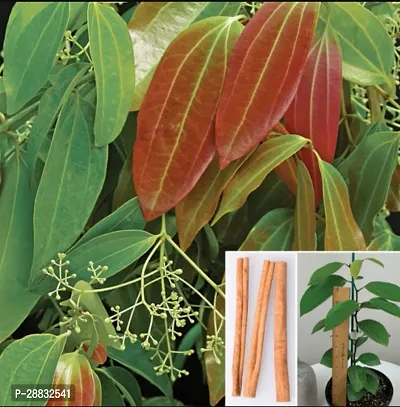 Baishnab  Dalchini  Cinnamon Plant 01 Cinnamon Pla-thumb0