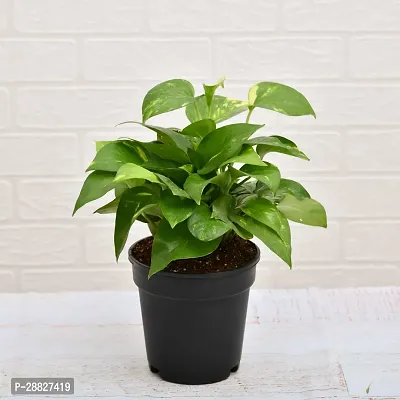 Baishnab  BHJ42 Money Plant-thumb0