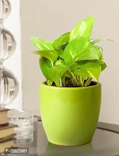 Baishnab  Money Plant CF009911 Money Plant-thumb0