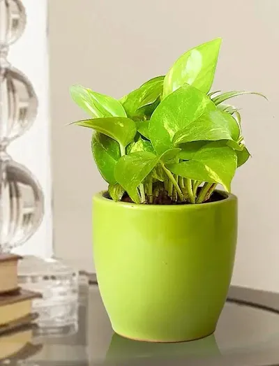 Trendy Plant & Planters 