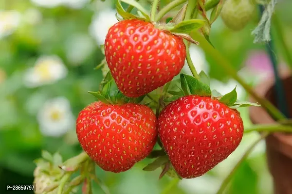 Baishnab Strawberry Plant Strawberry fruit live plant-thumb0