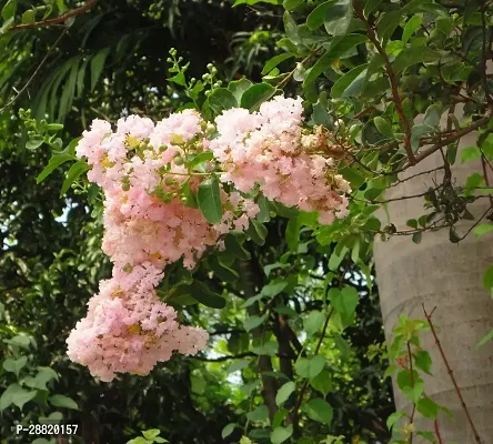 Baishnab  FYF01 MadhumaltiRangoon Creeper