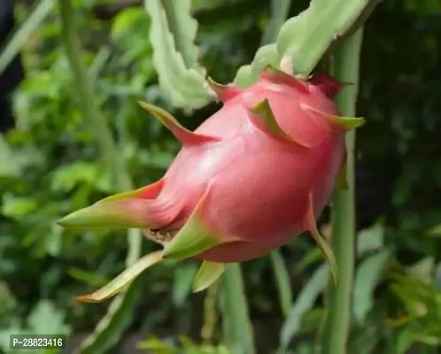 Baishnab  Dragon Fruit Chainess Pink Skin Red Flesh-thumb0