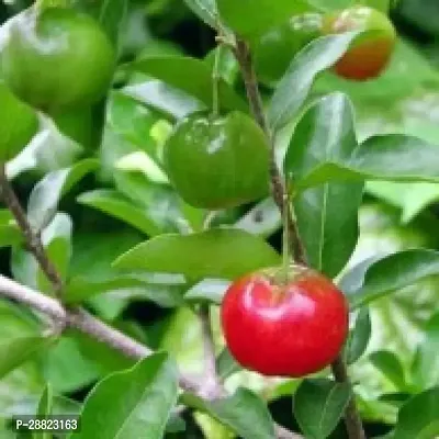 Baishnab  Van cherry plant Cherry Fruit Plant-thumb0