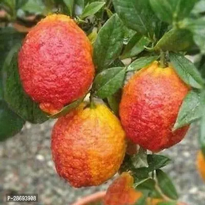 Baishnab Lemon Plant RARE AND BEAUTIFUL Citrus Red Lemon