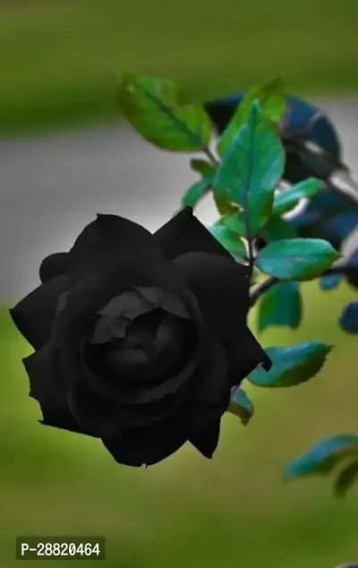 Baishnab  WINTER SEASON BLACK ROSE Rose Plant-thumb0