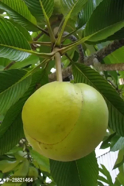 Baishnab  Hybrid Elephant Apple Plant Elephant Appl-thumb0