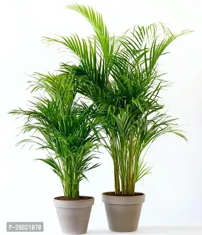 Baishnab  Pack Of 2 Healthy Areca Plant Green Phob