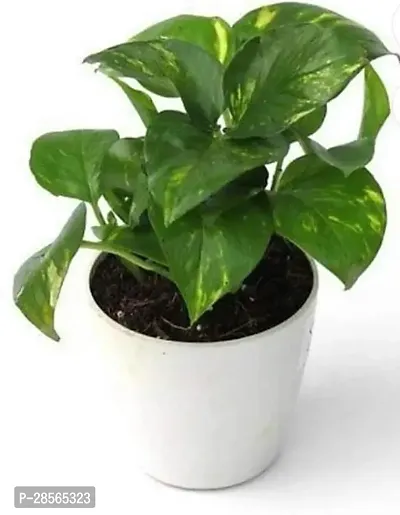 Baishnab Money Plant money plant-thumb0