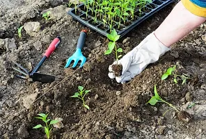 Baishnab Capsicum Frutescens ColorfulCHILI  Seed  500 per packet12 Organic Capsicum Frutescens Colorful Seeds500PIECE-thumb1