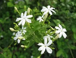 Baishnab Night Bloom Jasmine Plant Jasmine plant lives with flower-thumb1