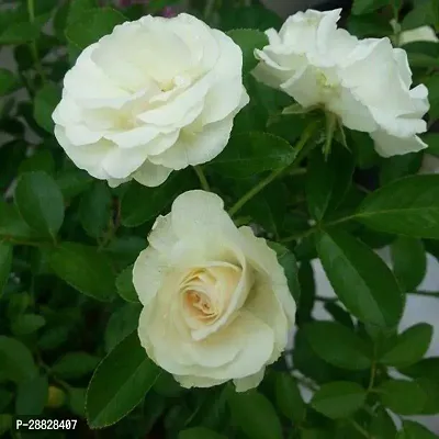 Baishnab  Rose White Plant CF80002 Rose Plant