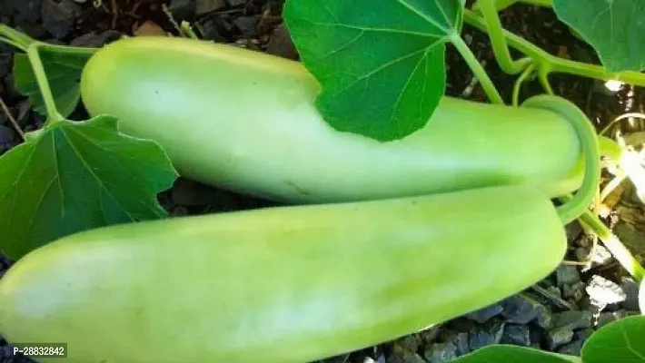 Baishnab Gourd seed hbjh Organic Bottle Gourd Lauki Ghiya Seeds90PIECE