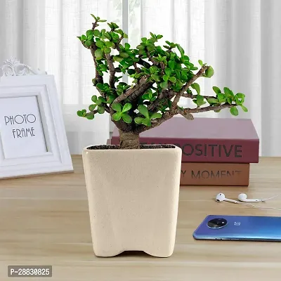 Baishnab  Good Luck Jade Plant with Mini Pot White