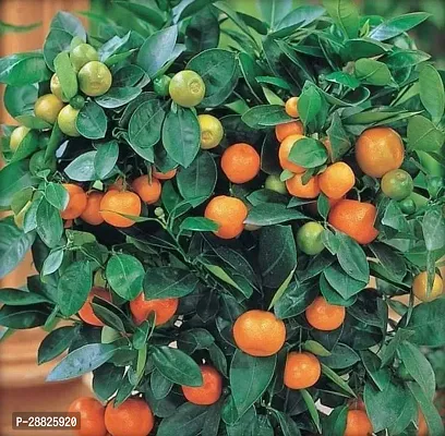 Baishnab  Bosai Orange PlantCF1 Orange Plant-thumb0