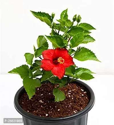 Baishnab  RED HIBISCUS LIVE PLANT Hibiscus Plant