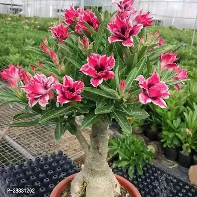 Baishnab  AdeniumHybrid PlantGrafted0130 Adenium-thumb0