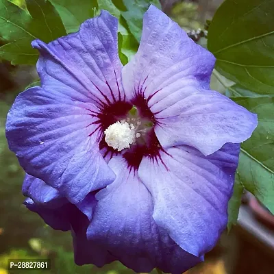 Baishnab  Hibiscus Blue Live Flower Plant CF42408-thumb0