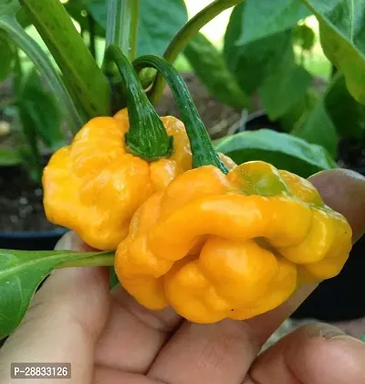 Baishnab chilli seed 20 ps jjcfScotch Bonnet Yellow Chili Pepper Exotic Chilli Vegetable Seeds20PIECE-thumb0