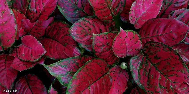 Baishnab  Aglaonema red natural Aglaonema Plant-thumb0