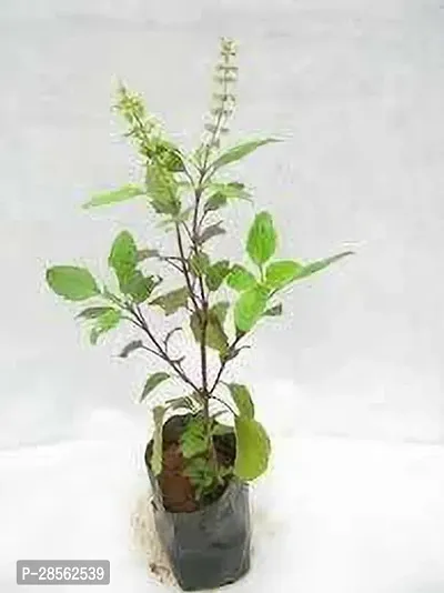 Baishnab Tulsi Plant Tulsi, Thulasi, Ocimum Tenuiflorum, Commonly Known as Holy Basil Without pot (with polythene bag) Medicinal Live plant-thumb0