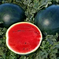 Baishnab Water Melon Seeds 20pc RBCF 08020PIECE-thumb1