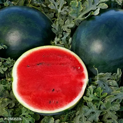 Baishnab Water Melon Seeds 20pc RBCF 08020PIECE-thumb2