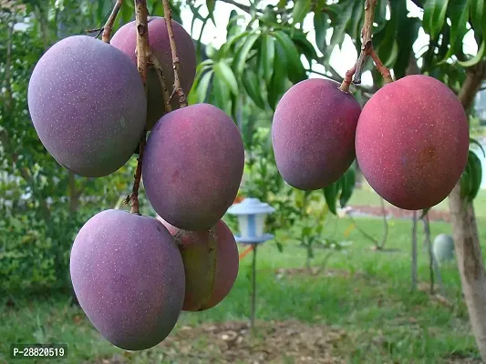 Baishnab  mdm01 Mango Plant