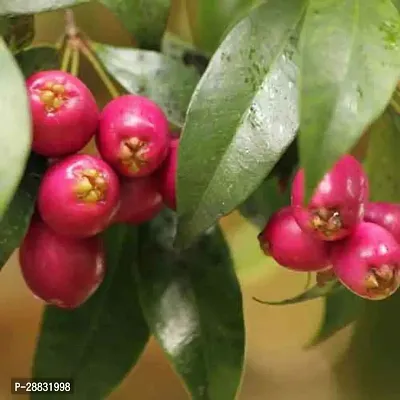 Baishnab  Australian Cherry Apple Cherries Fruit A-thumb0