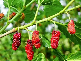 Baishnab ShahtootMulberry Plant original Rear Thai Mulberry live PlantV-9-thumb1