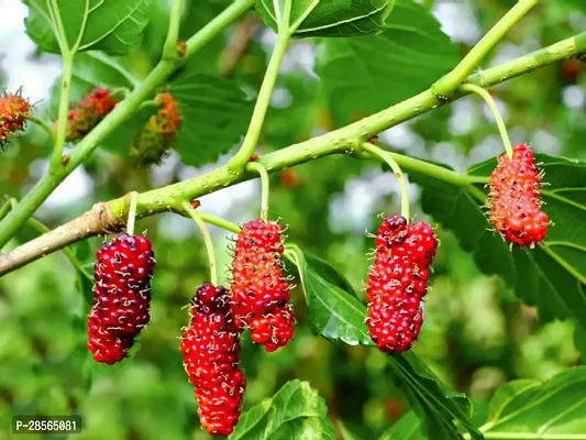 Baishnab ShahtootMulberry Plant original Rear Thai Mulberry live PlantV-9-thumb2