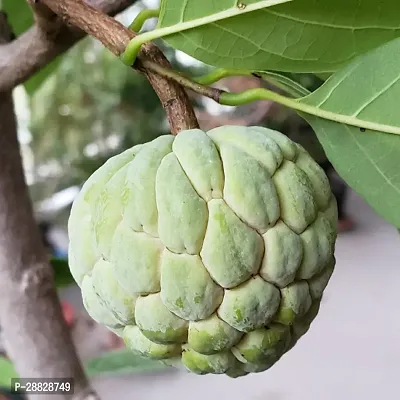 Baishnab  Custard Apple Live Plant Disha309076 C