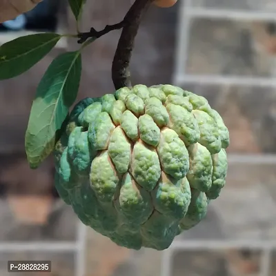 Baishnab  Custard Apple Live Plant Disha200521 C