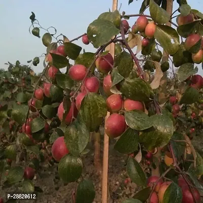 Baishnab  Rajasthan Apple Ber Plant Ber Apple Plant-thumb0