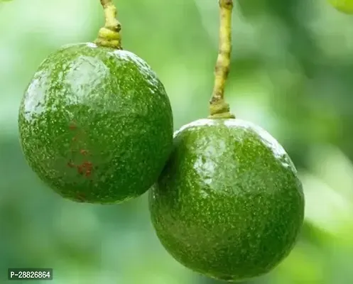 Baishnab  Avocado Plants Live PlantCF951 Avocado