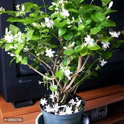 Baishnab Jasmine Plant Downy Jasmine plant-thumb0