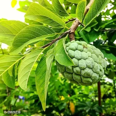 Baishnab  Custard Apple Live Plant CF00501 Custar