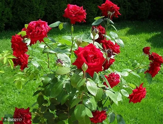Baishnab  Red rose Indian Rose Chestnut Plant-thumb0