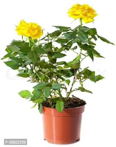 Baishnab  Yellow Rose Plant CFA430 Rose Plant