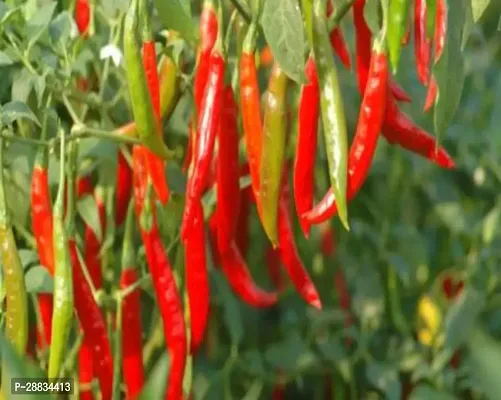 Baishnab Chili seed tr 150sedCW49 CHILLI MIRCHI HYBRID SEED150PIECE-thumb0