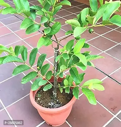 Baishnab  PLT161 Guava Plant-thumb0