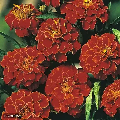 Baishnab Marigold 37ps gyu mcS 49437PIECE