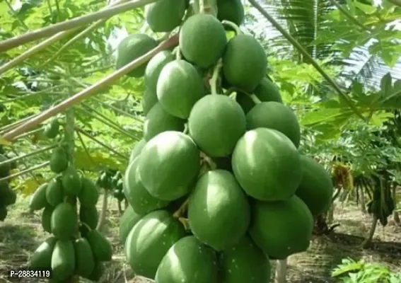 Baishnab Papa bij o 150psPW2 PAPAYA HYBRID SEED150PIECE