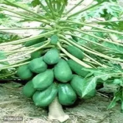 Baishnab Papaya seed vk 150psPW11 PAPAYA HYBRID SEED150PIECE-thumb0