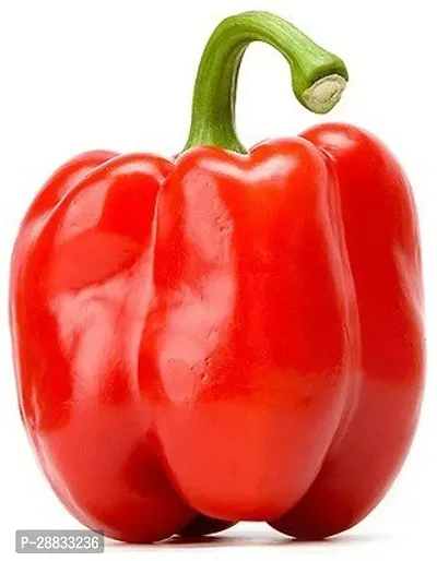 Baishnab capsicum seed bjiCapsicum Seeds Red Colour1000PIECE-thumb0