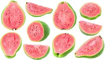 Baishnab Guava Plant Thai Dwarf Inside Pink Sweet Crunchy Great Taste Guava Air Layered Healthy Plants-thumb1