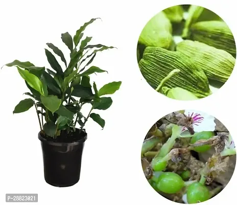 Baishnab  ElaichiCardamom Plant Live Plant CF0289-thumb0